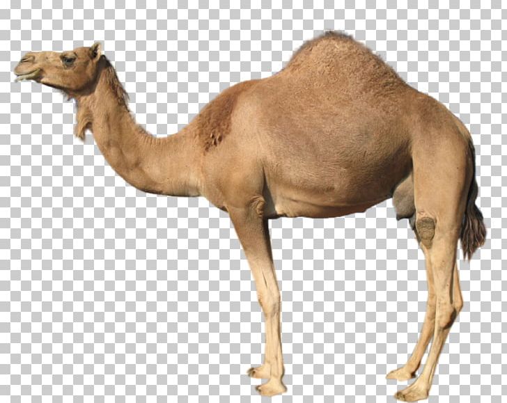 Camel Humour Poster Zazzle PNG, Clipart, Animals, Arabian Camel, Art, Background, Camel Free PNG Download