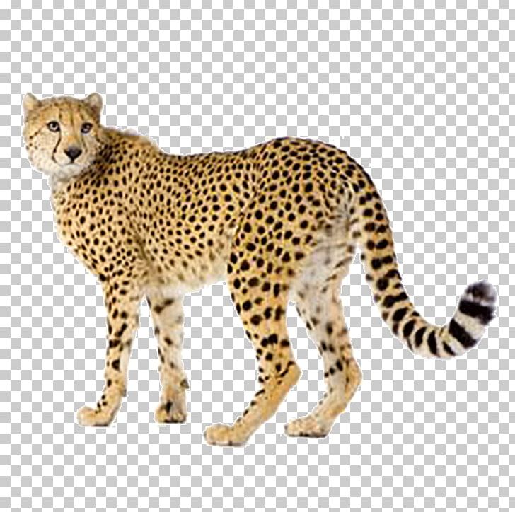 Cheetah Felidae Lion Stock Photography PNG, Clipart, Animal Figure, Animals, Big Cats, Carnivoran, Cat Like Mammal Free PNG Download