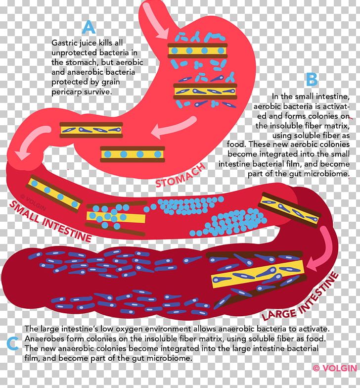 Dietary Fiber Gut Flora Large Intestine Gastrointestinal Tract Microbiota PNG, Clipart, Anaerobic Organism, Area, Bacteria, Brand, Dietary Fiber Free PNG Download