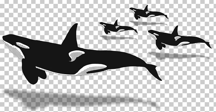 Dolphin Killer Whale Whale Watching Cetaceans Blue Whale PNG, Clipart, 2017, 2018, Black And White, Blue Whale, Dolphin Free PNG Download