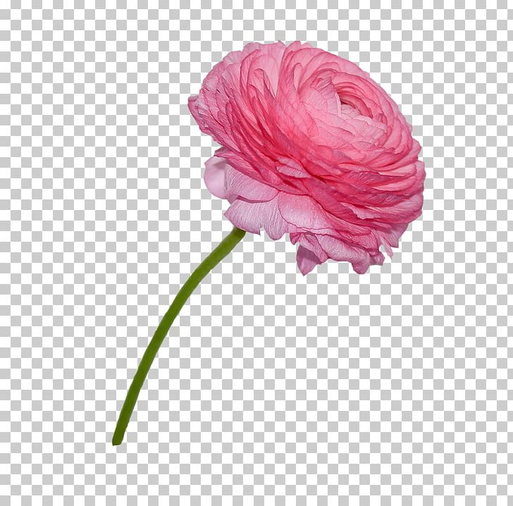 Garden Roses Cabbage Rose Flower Buttercup PNG, Clipart, Buttercup, Carnation, Computer Icons, Cut Flowers, Digital Image Free PNG Download