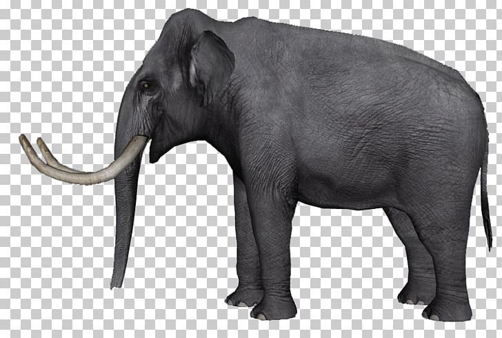 Indian Elephant African Elephant Tusk Wildlife Curtiss C-46 Commando PNG, Clipart, African Elephant, Animal, Animal Figure, Curtiss C46 Commando, Elephant Free PNG Download