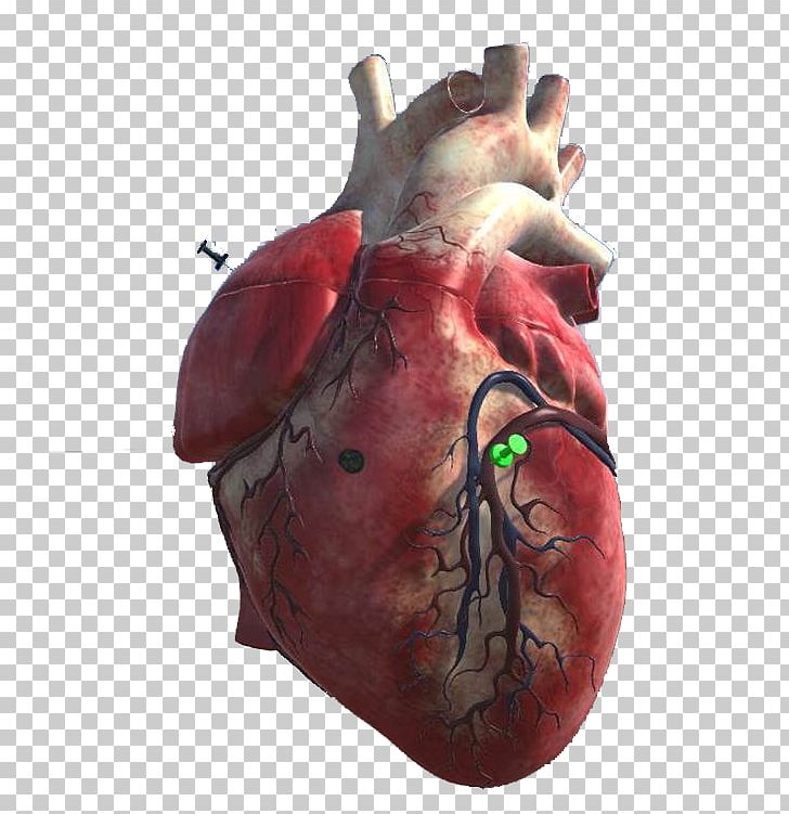 Organism PNG, Clipart, 3d Heart, Heart, Organ, Organism, Others Free PNG Download