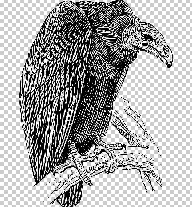 Turkey Vulture Drawing PNG, Clipart, Animals, Art, Bald Eagle, Beak, Bird Free PNG Download