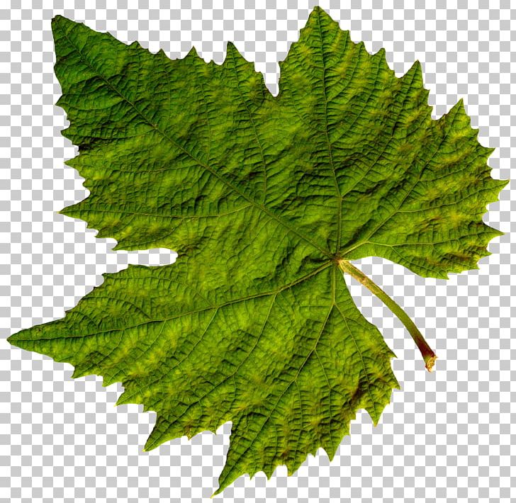 Common Grape Vine Dolma Grape Leaves PNG, Clipart, Autumn Leaf Color, Common Grape Vine, Dolma, Food, Grape Free PNG Download