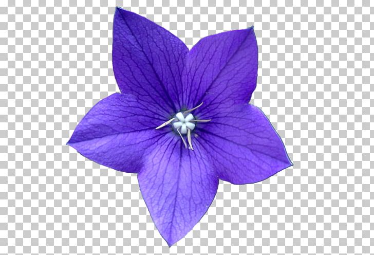 Flower Purple Blue PNG, Clipart, Blue, Color, Computer Program, Drawing, Flower Free PNG Download