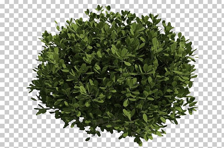 Green Bush PNG, Clipart, Bushes And Branches, Nature Free PNG Download
