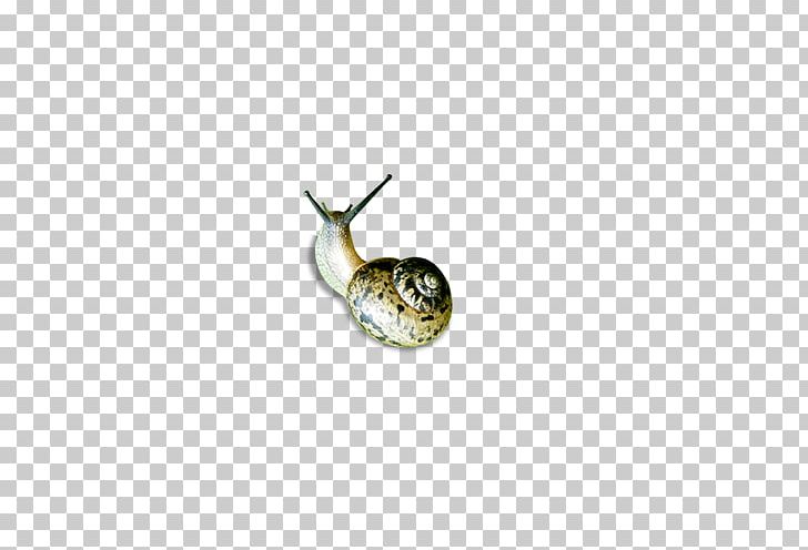 Snail Orthogastropoda Caracol PNG, Clipart, Animals, Antenna, Body Jewelry, Caracol, Download Free PNG Download