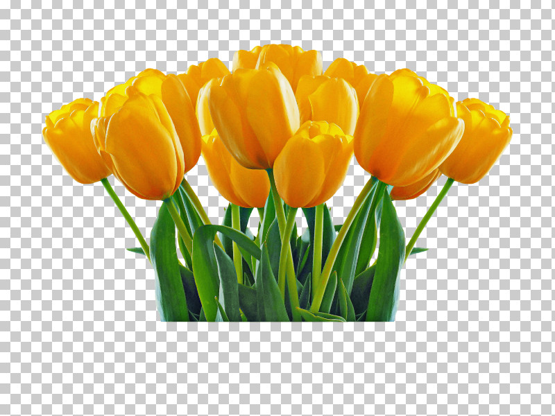 Orange PNG, Clipart, Bud, Crocus, Cut Flowers, Flower, Lily Family Free PNG Download