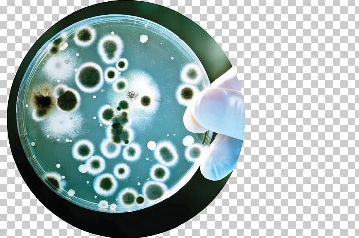 Antimicrobial Resistance Bacteria Biology MRSA Super Bug Assure Diagnostic Center PNG, Clipart,  Free PNG Download
