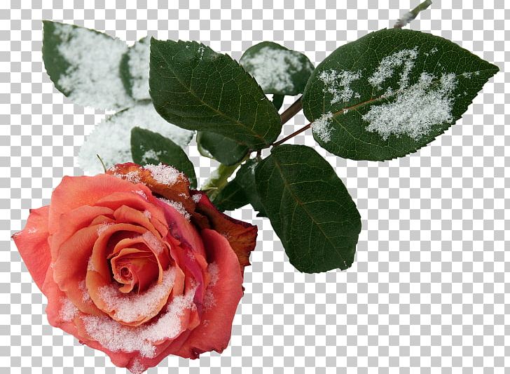 Garden Roses PNG, Clipart, Blog, Centerblog, Clip Art, Cut Flowers, Dog Free PNG Download