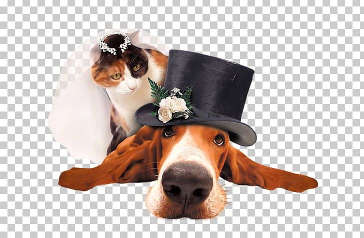 Beagle Puppy Wedding High-definition Television PNG, Clipart, Bride, Carnivoran, Companion Dog, Desktop Wallpaper, Dog Breed Free PNG Download