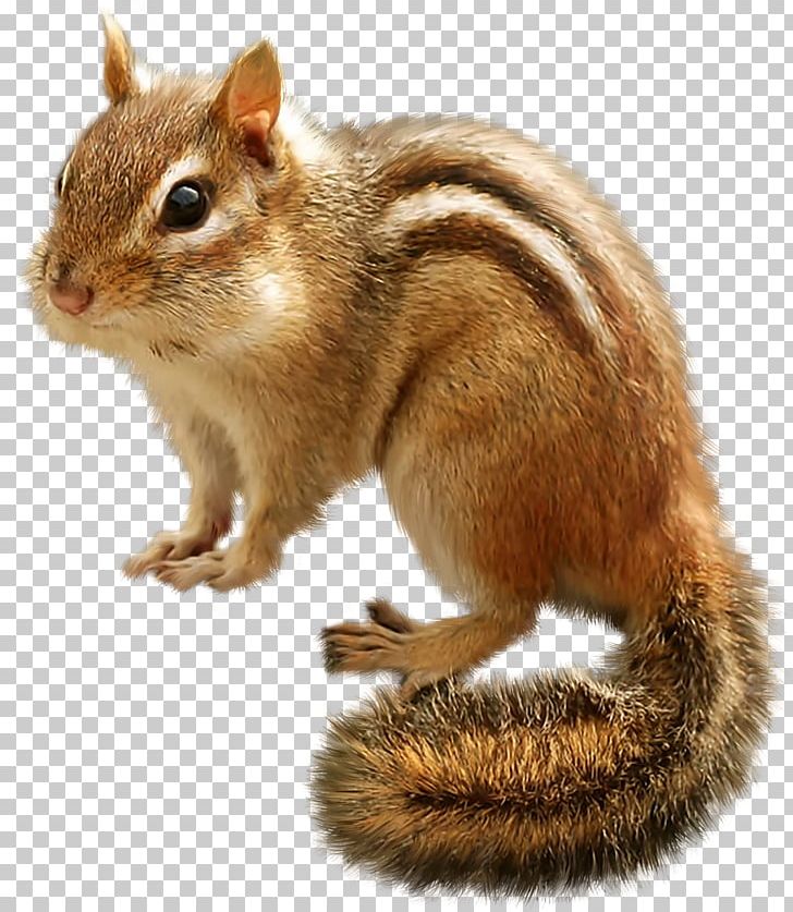 Tree Squirrel Eastern Chipmunk Siberian Chipmunk Rodent PNG, Clipart, American Red Squirrel, Animal, Animals, Chipmunk, Eastern Chipmunk Free PNG Download