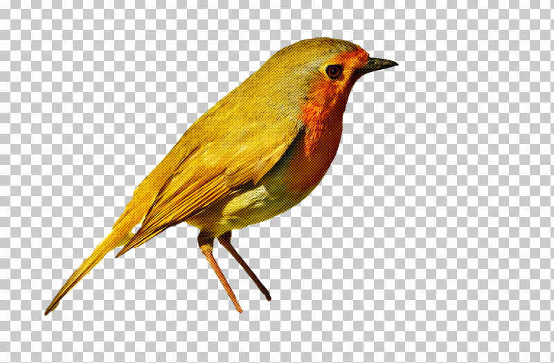Feather PNG, Clipart, American Robin, Beak, Bird Nest, Birds, Common Nightingale Free PNG Download