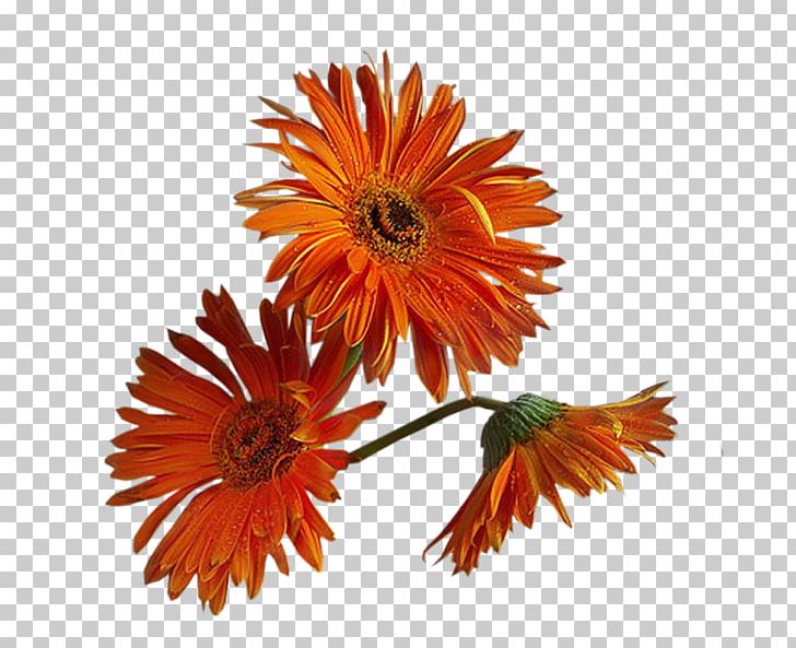 Chamomile Flower PNG, Clipart, Calendula, Chamomile, Chrysanths, Cut Flowers, Daisy Family Free PNG Download
