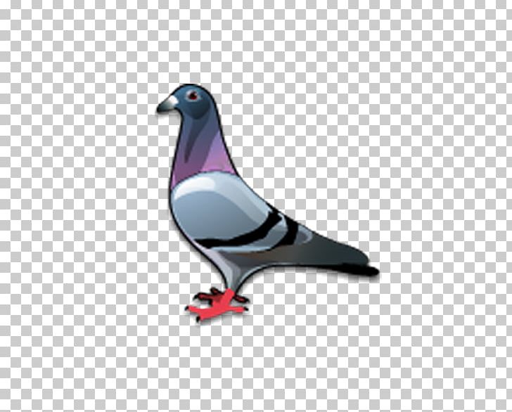 Stock Dove Bird Columbidae Icon PNG, Clipart, Animals, Beak, Bird, Columba, Download Free PNG Download