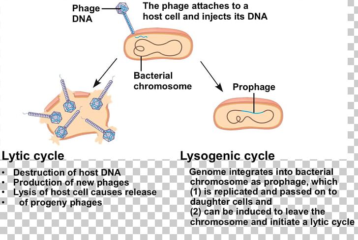 Product Design Lytic Cycle Lysogenic Cycle Line PNG, Clipart, Angle, Area, Diagram, Line, Lysogenic Cycle Free PNG Download