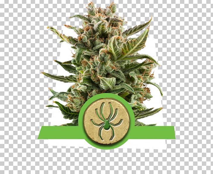 Autoflowering Cannabis Hemp Oil Seed PNG, Clipart, Autoflowering Cannabis, Cannabidiol, Cannabis, Food, Head Shop Free PNG Download