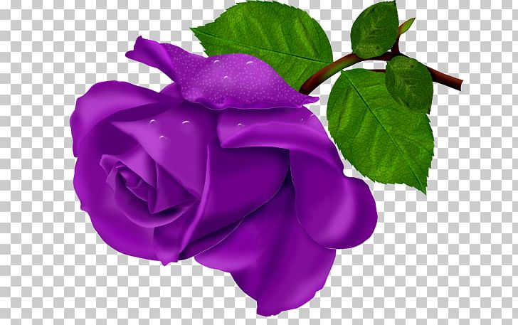 Beach Rose Flower Purple PNG, Clipart, Beach Rose, Blue, Blue Rose, China Rose, Color Free PNG Download