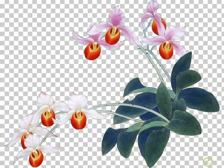 Moth Orchids Irises Flower PNG, Clipart, Blossom, Branch, Cut Flowers, Designer, Flora Free PNG Download