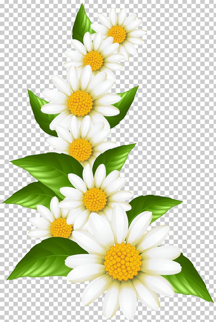 Art Museum Oxeye Daisy PNG, Clipart, Art Museum, Crank, Daisy, Daisy Family, Floristry Free PNG Download