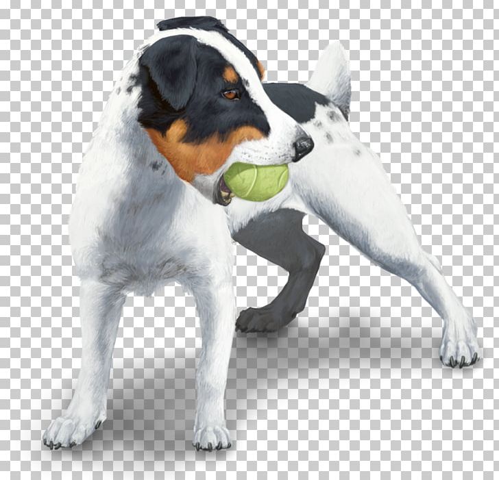 Dog Breed Jack Russell Terrier Danish–Swedish Farmdog American Staffordshire Terrier Puppy PNG, Clipart, Breed, Bull Terrier, Carnivoran, Chihuahua, Coat Free PNG Download