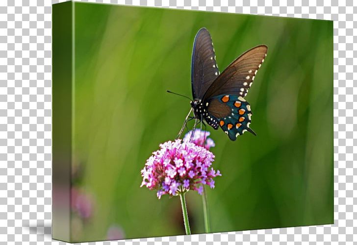 Monarch Butterfly Lycaenidae Pieridae Nymphalidae PNG, Clipart, Brush Footed Butterfly, Butterfly, Flower, Glossy Butterflys, Insect Free PNG Download
