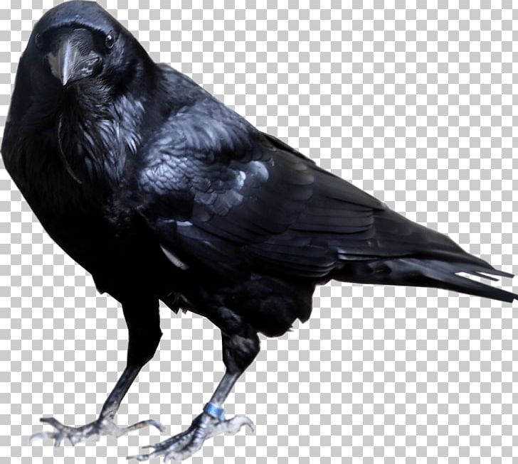 Rook Common Raven American Crow Portable Network Graphics PNG, Clipart, American Crow, Animals, Beak, Bird, Clipping Path Free PNG Download