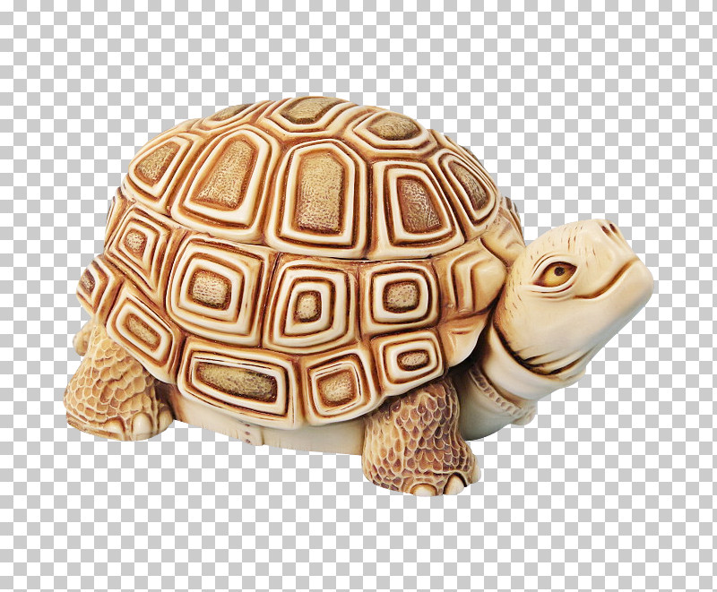 Tortoise Box Turtles Turtles Biology Science PNG, Clipart, Biology, Box Turtles, Science, Tortoise, Turtles Free PNG Download