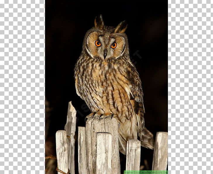 Long-eared Owl Bird Tawny Owl Eurasian Eagle-owl PNG, Clipart, Animals, Asio, Beak, Bird, Bird Of Prey Free PNG Download