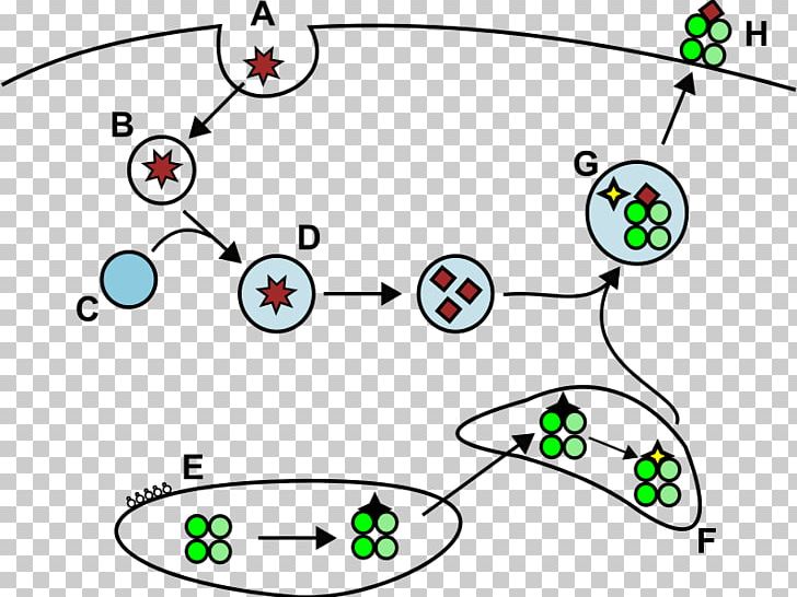 Major Histocompatibility Complex Antigen Presentation Fagolizosom PNG, Clipart, Angle, Animal, Antigen, Antigen Presentation, Area Free PNG Download