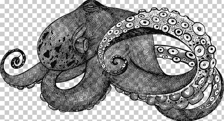Octopus Graphics Illustration Drawing PNG, Clipart, Art, Black And White, Cephalopod, Drawing, Elephants And Mammoths Free PNG Download