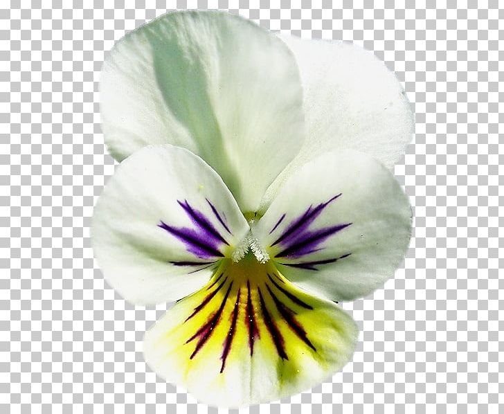 Pansy Close-up PNG, Clipart, Closeup, Flower, Flowering Plant, Others, Pansy Free PNG Download