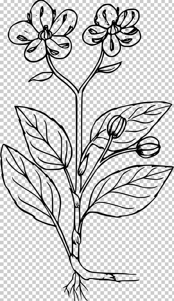 Coloring Book Plant Chimaphila Menziesii Line Art PNG, Clipart, Black And White, Branch, Chaenactis, Chaenactis Douglasii, Child Free PNG Download