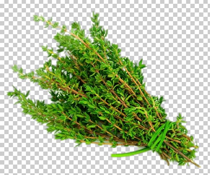 Garden Thyme Herb Vegetable Mints PNG, Clipart, Basil, Culinary Arts, Cypress Family, Food, Food Drinks Free PNG Download
