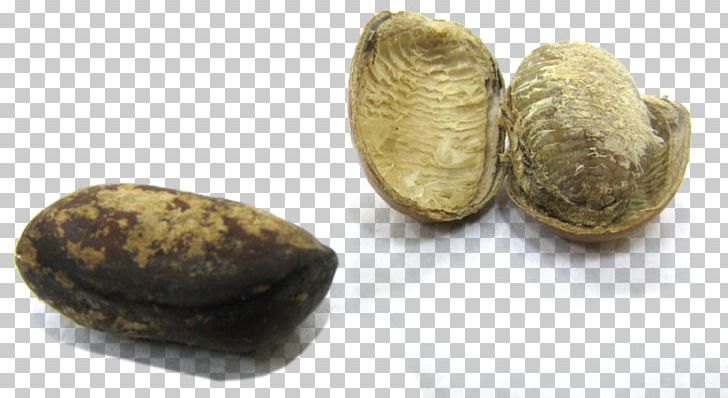 Monodora Myristica Peppersoup Nutmeg Seed Tree PNG, Clipart, Annonaceae, Botanical Name, Flowering Plant, Ingredient, Monodora Free PNG Download