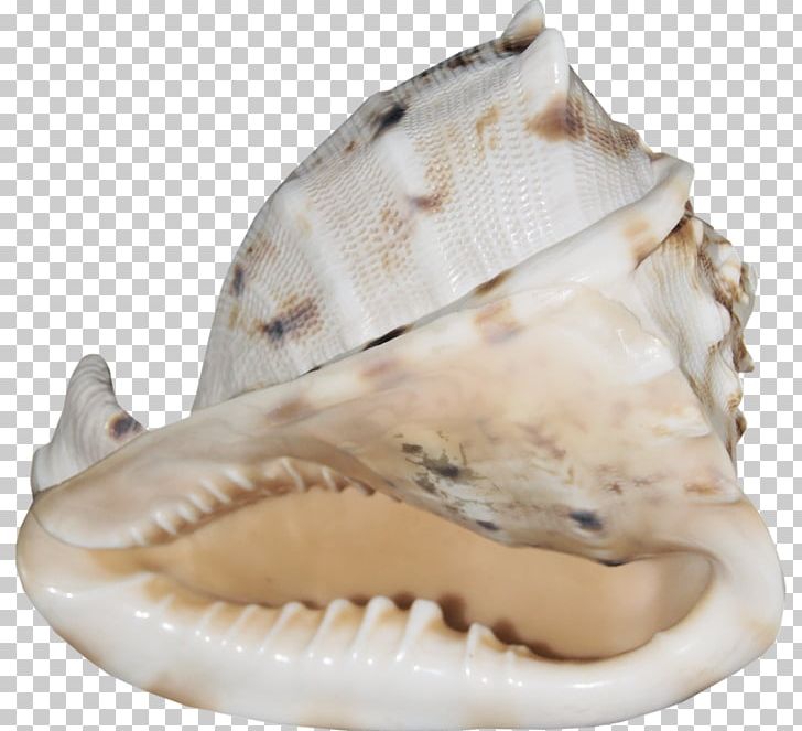 Seashell Cockle Mollusc Shell Conchology PNG, Clipart, Animals, Anthology, Clam, Clams Oysters Mussels And Scallops, Cockle Free PNG Download