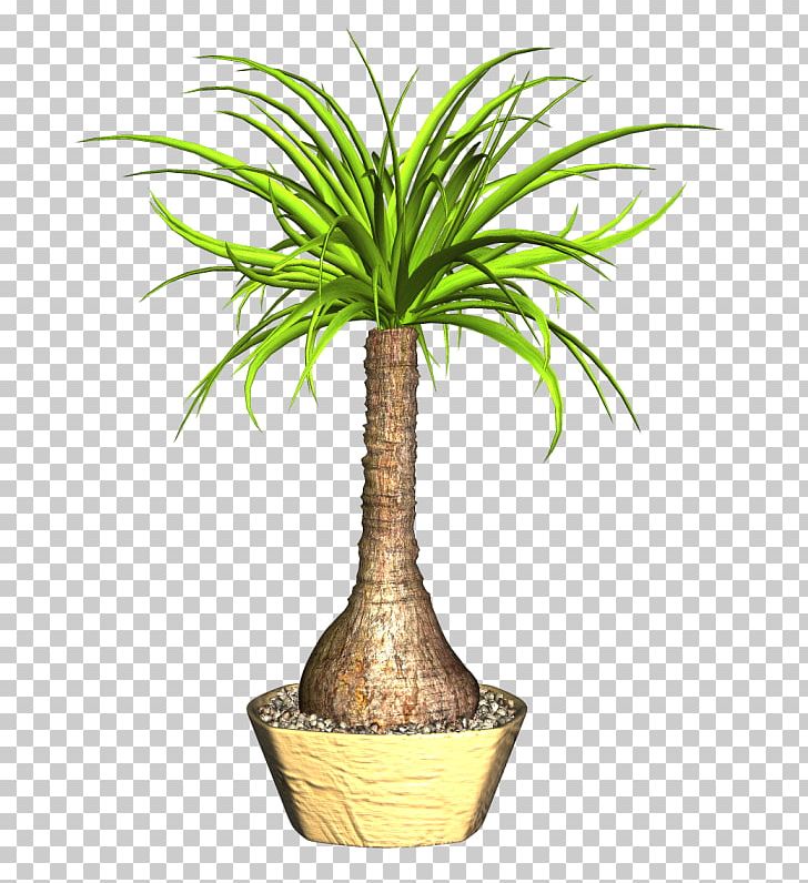 Stock Photography PNG, Clipart, Arecales, Coconut, Colourbox, Flower, Flowering Plant Free PNG Download