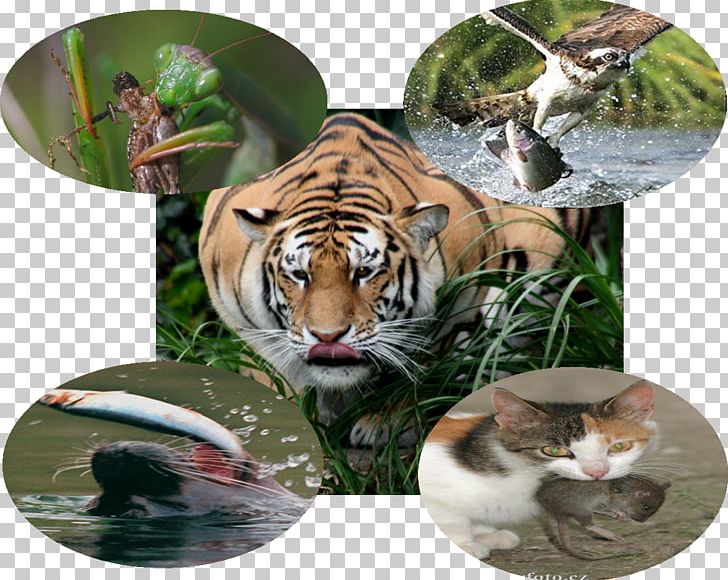 Tiger Cat Wildlife Fauna Terrestrial Animal PNG, Clipart, Animal, Animals, Big Cat, Big Cats, Biology Free PNG Download