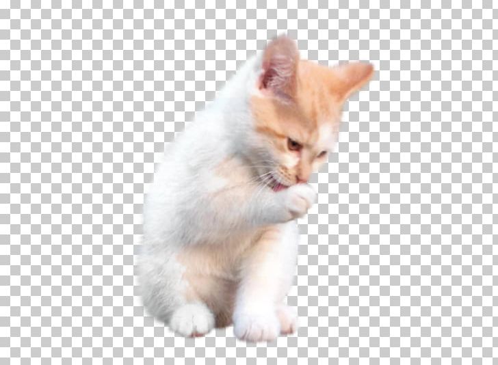 Whiskers Aegean Cat Kitten Domestic Short-haired Cat Paw PNG, Clipart, Aegean Cat, Animals, Carnivoran, Cat, Cat Like Mammal Free PNG Download