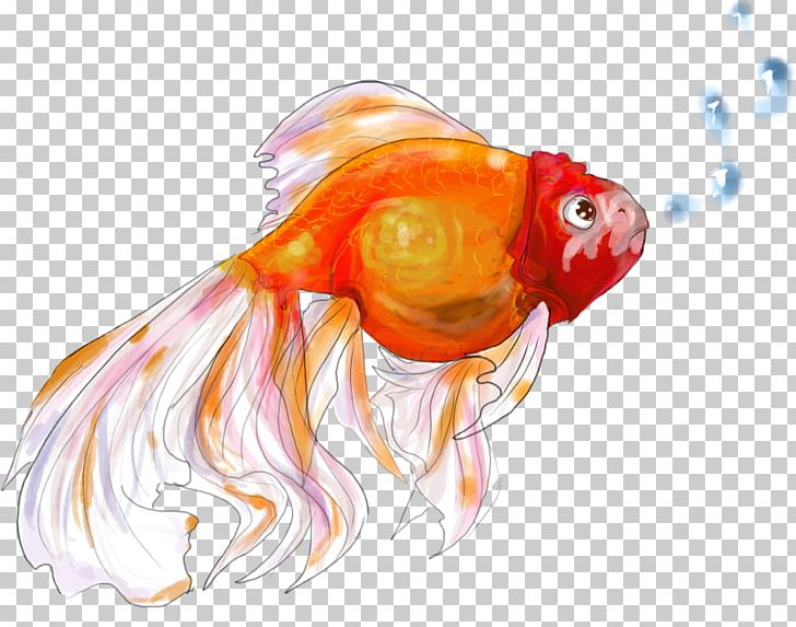 Goldfish Drawing Bony Fishes Marine Biology PNG, Clipart, Animals, Art, Biology, Bony Fish, Bony Fishes Free PNG Download