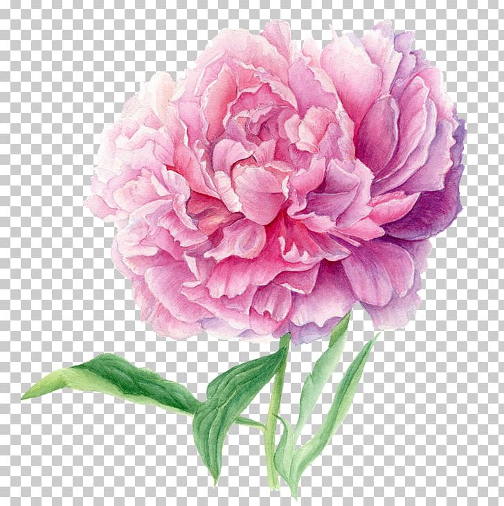 Illustrator Drawing Cabbage Rose PNG, Clipart, Carnation, Cut Flowers, Flower, Flowering Plant, Garden Roses Free PNG Download