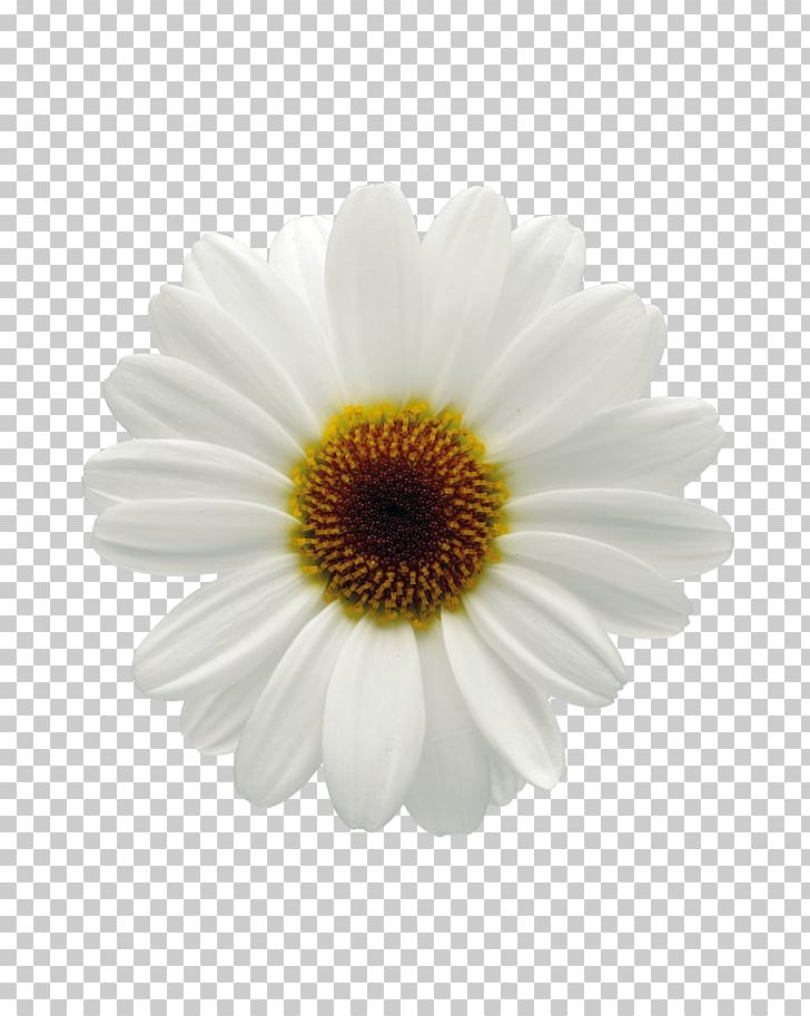 Common Daisy Flower Oxeye Daisy Marguerite Daisy Chrysanthemum PNG, Clipart, Argyranthemum, Aster, Bedding, Bloom, Chrysanthemum Free PNG Download