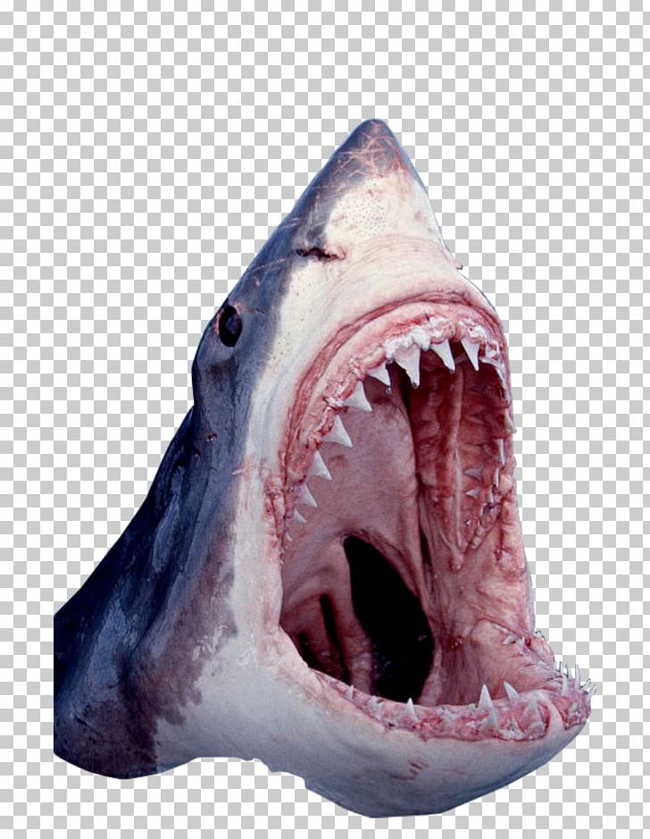Great White Shark Tiger Shark Cartilaginous Fishes Shark Jaws PNG, Clipart, Animal, Carcharodon, Caribbean Reef Shark, Cartilaginous Fish, Cartilaginous Fishes Free PNG Download