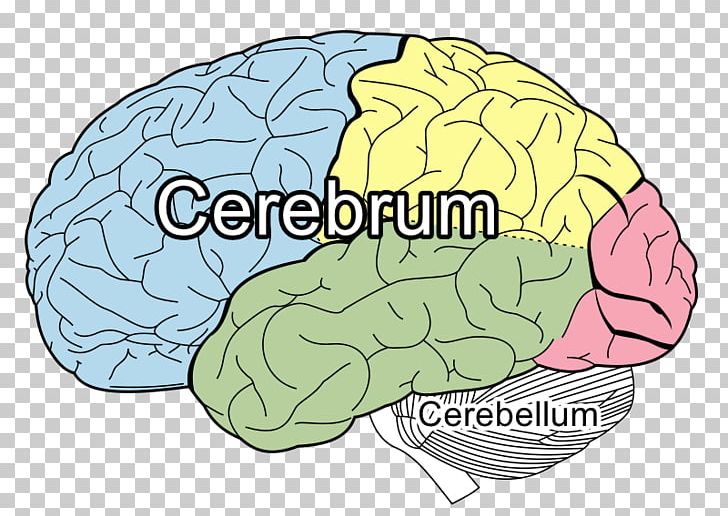 Lobes Of The Brain Frontal Lobe Parietal Lobe Occipital Lobe PNG, Clipart, Area, Brain, Brainstem, Cerebral Cortex, Cerebrum Free PNG Download