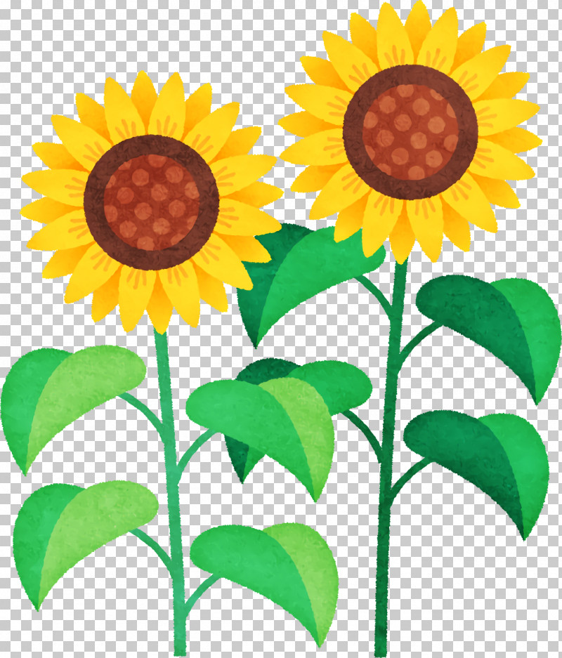 Sunflower PNG, Clipart, Blaricum, Common Sunflower, Cut Flowers, Flower, Petal Free PNG Download