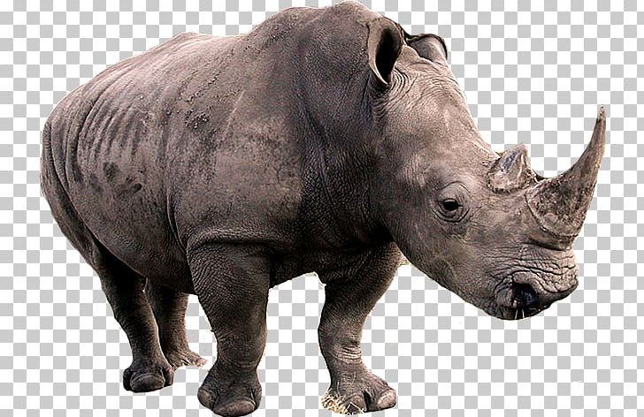 Black Rhinoceros Poaching Horn Indian Rhinoceros PNG, Clipart, Black Rhinoceros, Desktop Wallpaper, Fauna, Horn, Indian Rhinoceros Free PNG Download