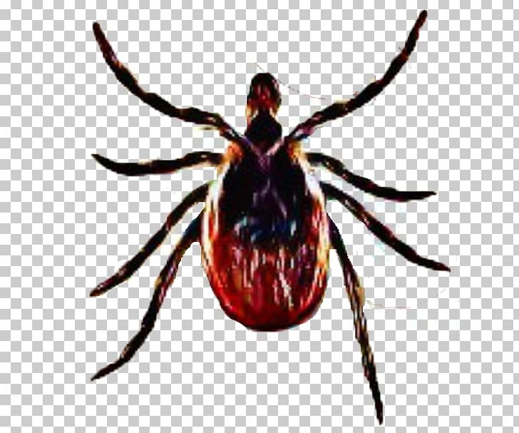 Deer Tick Virus Tick-borne Disease Lyme Disease PNG, Clipart, Arachnid, Arthropod, Bartonella, Deer Tick, Deer Tick Virus Free PNG Download
