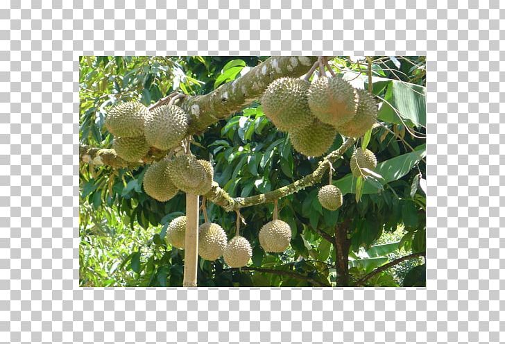 Durio Zibethinus Benih Tree Crop Fruit PNG, Clipart, Agar, Artocarpus, Benih, Budi Daya, Cempedak Free PNG Download