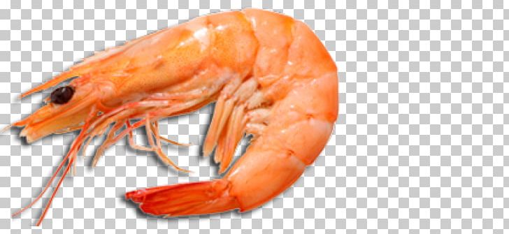 Giant Tiger Prawn Shrimp Giant Freshwater Prawn Lobster PNG, Clipart, American Lobster, Animal Source Foods, Caramote Prawn, Caridean Shrimp, Cooked Shrimp Free PNG Download